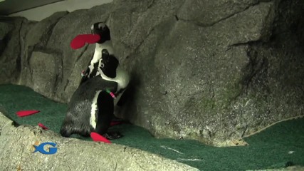 Penguin Love Lost and Found 