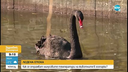 Как се справят с минусовите температури животните в Софийския зоопарк