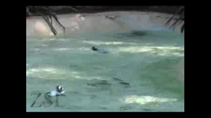 Пингвини Се Чипкат И Плуват