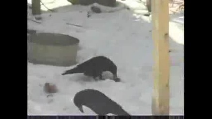 National Geographic - Ravens And Intelligence
