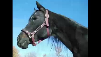 Our Black Arabian Horse, Joshua