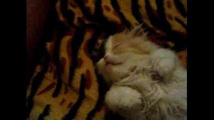 Бебе коте Лори спи