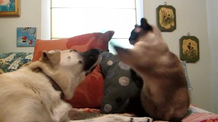 Смешно ! Коте боксира куче ! Кой е победителят ?