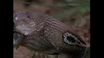 cobra baby hunt 