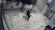УМИЛИТЕЛНО: В зоопарк в САЩ се роди бебе окапи (ВИДЕО)