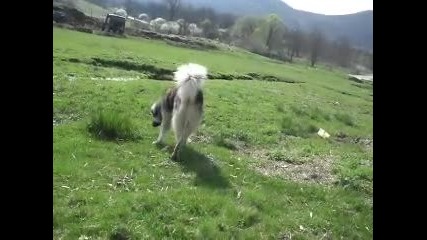 Овчарско куче 