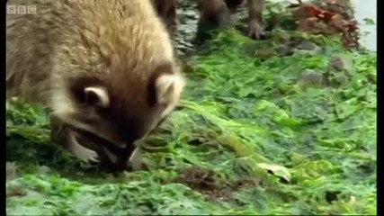 Raccoon vs Rock Crab - Blue Planet - Bbc 
