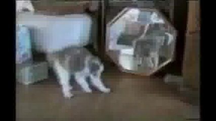 Забавни котенца ! 