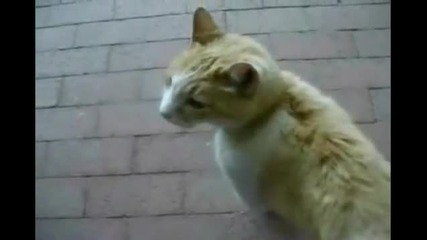 котката_остана_без_думи_смях_