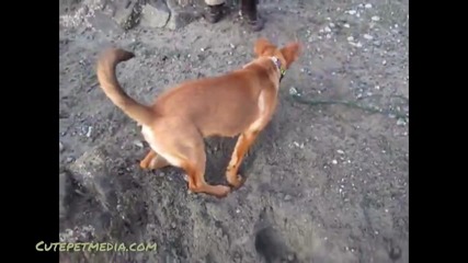 Компилация Забавни Животни