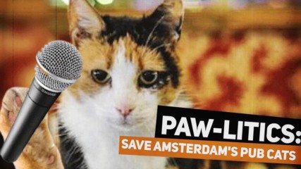 Правителството срещу котките от баровете в Амстердам