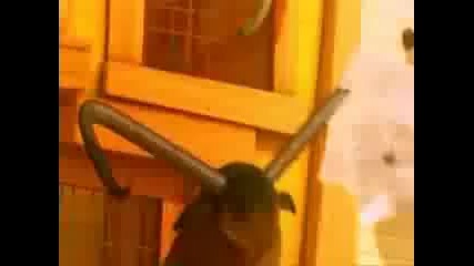 Chicken Little ( The Official Music Video)