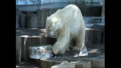Ледени близалки за полярните мечоци в Токио