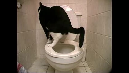Котка Се Изхожда В Тоалетната