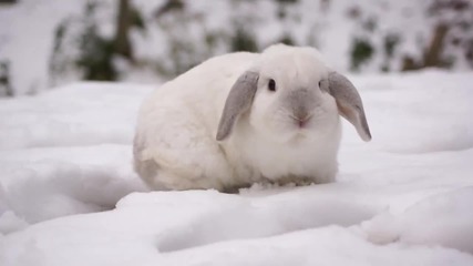 Зайо Байо вижда сняг за първи път