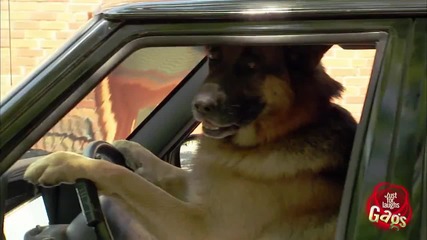 Куче кара кола - Скрита Камера