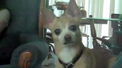 Dramatic Dog