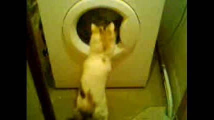Котка се опитва да пере