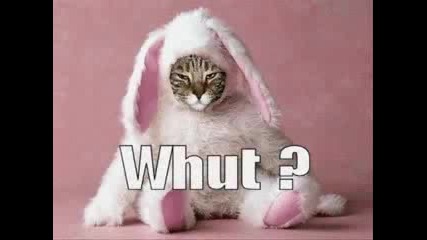 Very Funny Cants