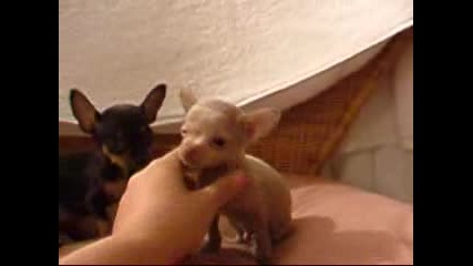 Malko Kuche Chihuahua