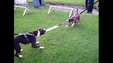 Pitbull vs Stafford Tug of war