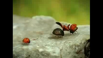 Minuscule - Ladybug Love Story