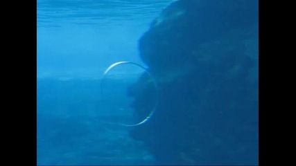 Делфин прави трикове с въздушни балони