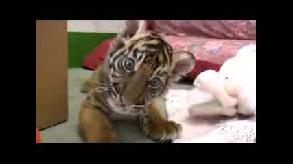 Бебе Тигър