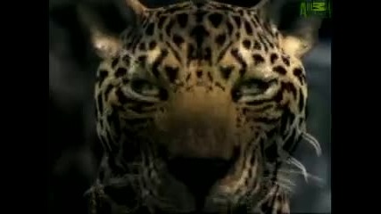 Animal Face - Off - Gorilla vs. Leopard 