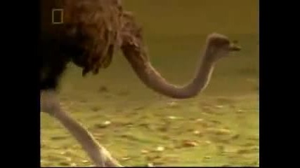 Dinosaur Evolution 5of5