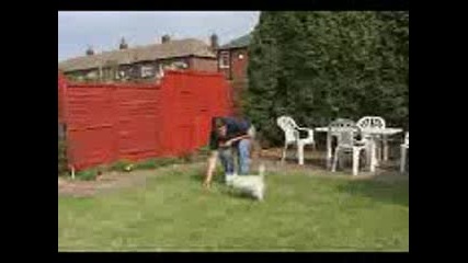 Dog Kick - 334943