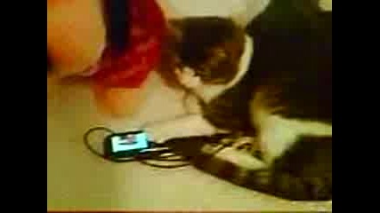 Коте С Телефон