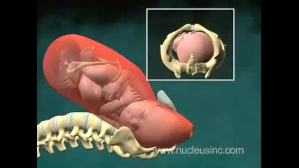 Как бебето излиза от корема на майката показано на 3 D 