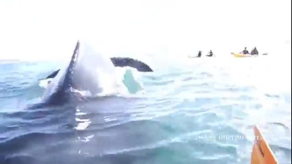 Среща в открити води с гърбав кит