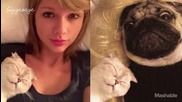 Мопс пресъздава снимките на Тейлър Суифт от Instagram : D