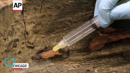 Fake Mummies From Ancient Egypt