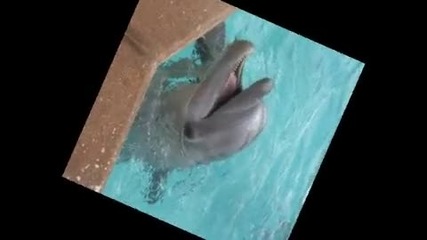 Cats, dogs and dolphins - for maria619 [2 кръг]