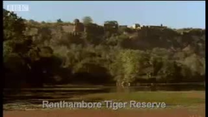 Launching Project Tiger - Battle to save the tiger - Bbc wildlife & animals 