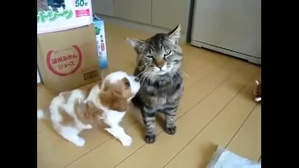 Котка непукист