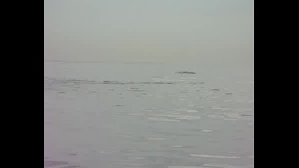 Делфини В Черно Море