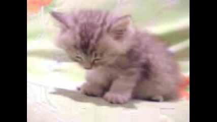 Tired Kitten