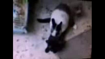 Bunny and Kat - Sex 