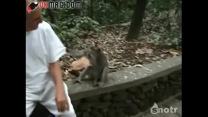 Маймуна забива мощен юмрук на мъж! 