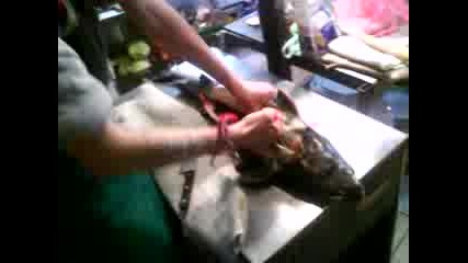 малкото паяче Павлов и малката рибка