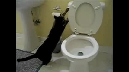 Cat flushing the toilet
