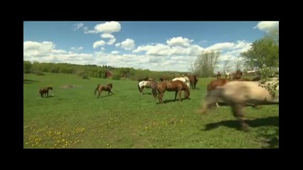 Windy Ridge Ranch Horses Running Into Pasture 2009 