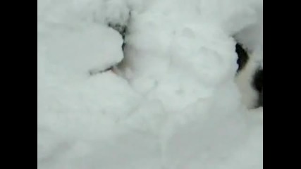 Малки сладурчета си играят в снега 