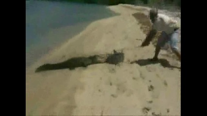 Крокодил напада Акула на плаж !