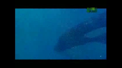 Сблъсък На Титани - Косатки Срещу Китове