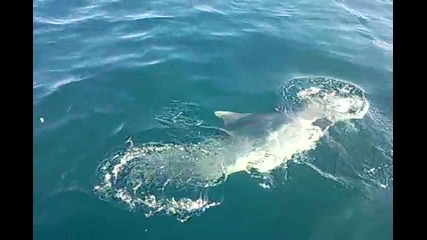 Хранене на делфини в Черно море